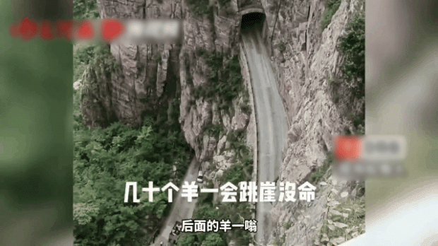 河南辉县近百只羊齐跳崖
